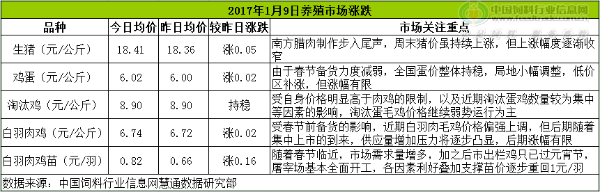 鸡评.png