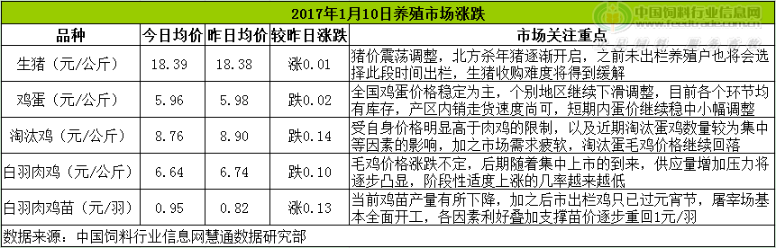 鸡评.png