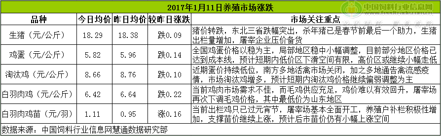 鸡评.png