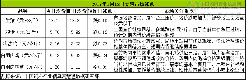 鸡评.png