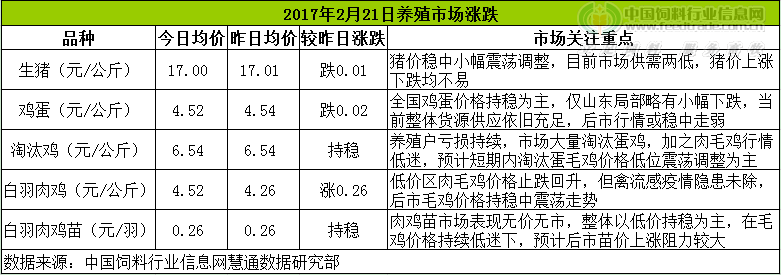 鸡评.png