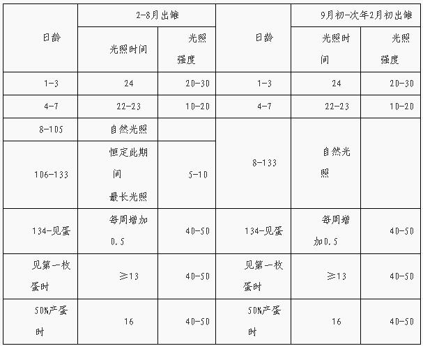 海兰蛋鸡光照时间表图片