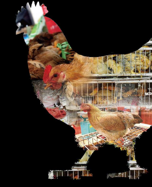 人禽分隔——切断禽流感 澳门食活鸡成绝响