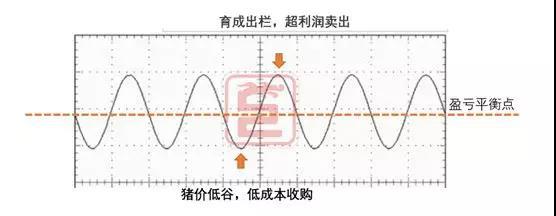 养猪如炒股,掌握这些,你就能价格低潮中扭亏为盈