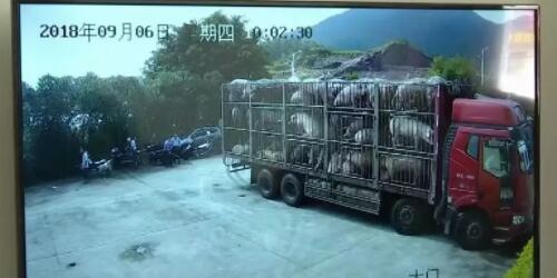 中国养猪网