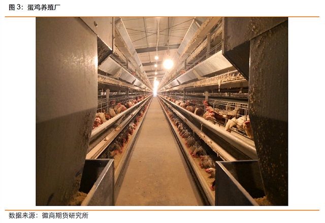 点击打开原图 9月4日,调研团队驱动前往上海,上海某鸡蛋贸易商总经理陈总接待了我们一行。陈总首先为我们介绍了企业概况,该企业每天走货量是8000-10000件,作为贸易商目前有库存,每天约为500箱,这个量是循环更新的而不是单一的静态库存概念。该贸易商的货源来自江苏、东北、河北和河南等地,去向主要为江浙沪农贸市场、配送中心、学校、超市。陈总表示,目前现货价格也在走弱,红蛋一箱为125元(27.5斤),粉蛋一箱为180元(45斤)。鸡蛋价格走势如下图。
