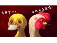 家禽免疫力差的表现有哪些？