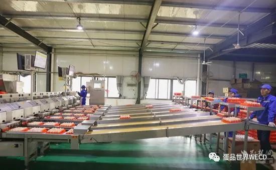华中地区最大的蛋品交易中心即将完工(图2) 华中地区最大的蛋品交易中心即将完工(图2)