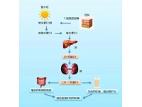 鱼肝油，您加对了吗？