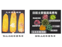 霉菌毒素--夏季蛋鸡疾病多发的始作俑者
