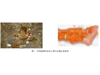 关于家禽“西红柿样便”，你了解多少？