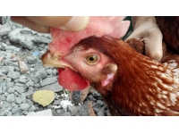 掌握这些鸡病诊断秘籍，你就是禽病专家