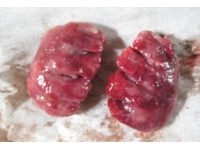 肉鸡肺炎黑肺的成因及防控措施