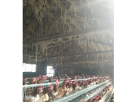 冬季鸡舍粉尘过多的危害及应对措施