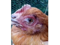 鸡为什么会肿头肿脸？