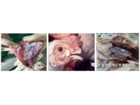 春季，蛋鸡传染性鼻炎防控的几个关键点​
