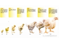 肉鸡的生理特点与管理思路