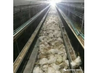 设备安全管理是夏季养殖管理工作中的重中之重！