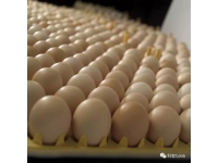 如何识别雏鸡的发育环境是否良好避免发生雏鸡过热