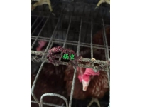 蛋鸡螨虫病的危害及防控