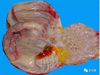 家禽肌胃和腺胃出现糜烂的原因