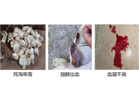鸡传染性贫血病对817肉鸡的危害及防控措施