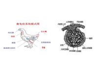 腺胃水肿出血是腺肌胃炎？你就错了！非典型法氏囊来了！