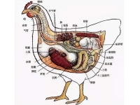 鸡的各种器官对应的鸡病汇总