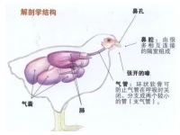 秋季需防范家禽呼吸道疾病的发生