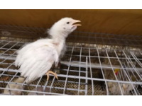 鸡病专业网——为行业,尽己任!