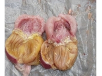 鸡病专业网——为行业,尽己任!