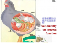 家禽肠道的功能与发病原因