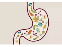 维生素对肠道结构和菌群的影响