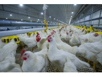 肉鸡饲养中后期吃料不跟天的原因有哪些？