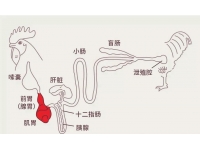 家禽肠道健全很重要