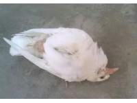 引起蛋鸡产蛋率下降的八种病毒病