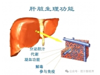 肝脏损伤与应对措施