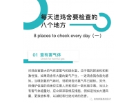 每天进鸡舍要检查的8个地方