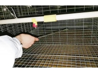 养殖成功，从育雏接鸡开始