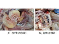 鸡源鸭疫杆菌等导致输卵管堵塞和浆膜炎的研究