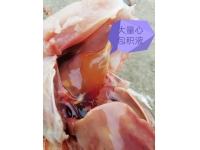 鸡心包积液的四个原因分析