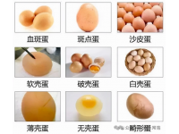 蛋鸡400天以后蛋壳质量下降的原因及解决方法