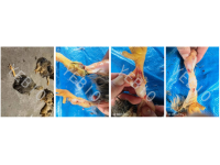 黄羽肉鸡病毒性关节炎发病要引起重视