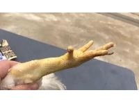 防控禽呼肠孤病毒：种禽免疫与生物安全是关键