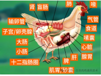 肉鸡的消化系统详解
