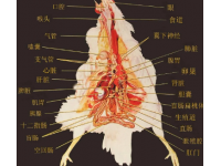 影响家禽肝肠健康的主要因素之霉菌毒素