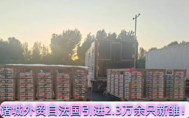 诸城外贸自法国引进2.3万余只新雏！