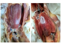 产蛋鸡的“腹腔灾难”——卵黄性腹膜炎全解析