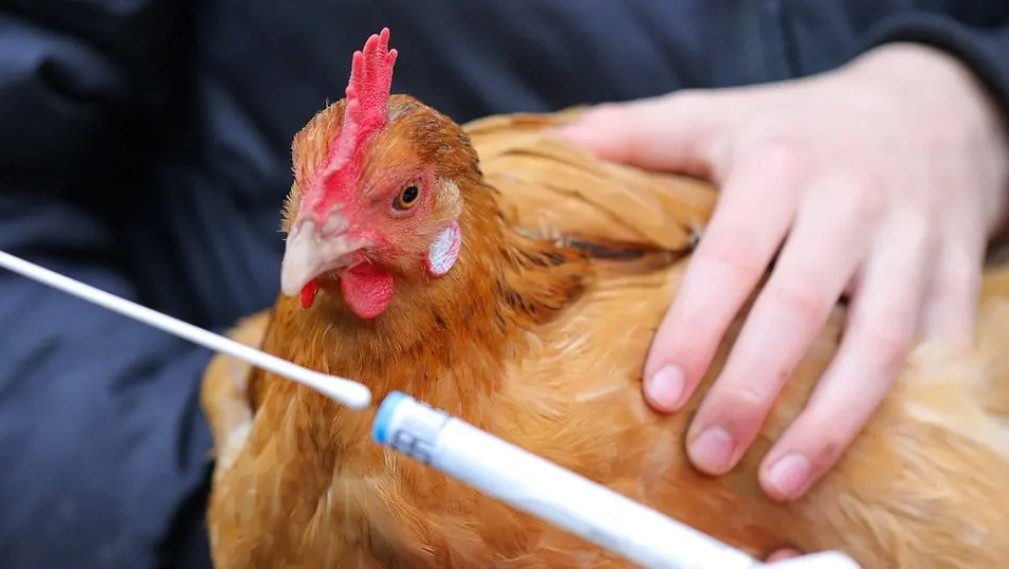 Vogelgrippe eine Gefahr für Menschen? WHO bereitet sich auf den Ernststfall  vor | MDR.DE