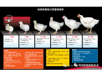 不同日龄肉鸡的饲养管理要点建议
